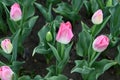 pink and white tulips ready to blossom in the garden Royalty Free Stock Photo