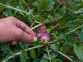 Pink and white turnip growing in the garden. Vegetable garden or farming.