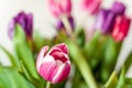 Pink and white two-tone tulip flowers bouquet, purple bokeh bg Royalty Free Stock Photo