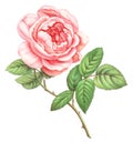 Pink White Vintage Roses Flowers Isolated On White Background. Colored Pencil Watercolor Illustration.