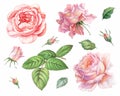 Pink white vintage roses flowers isolated on white background. Colored pencil watercolor illustration. Royalty Free Stock Photo