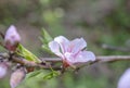 Cherry Tree flowers, Cherry Blossom Festival, Georgia USA Royalty Free Stock Photo