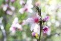 Cherry Tree flowers, Cherry Blossom Festival, Georgia USA Royalty Free Stock Photo