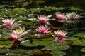 Pink and white water lilies or lotus flowers Marliacea Rosea in beautiful garden pond after rain. Lyrical motive for design Royalty Free Stock Photo