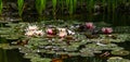 Pink and white water lilies or lotus flowers Marliacea Rosea in beautiful garden pond after rain. Lyrical motive for design Royalty Free Stock Photo