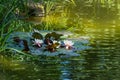 Pink and white water lilies or lotus flowers Marliacea Rosea in beautiful garden pond after rain. Lyrical motive for design Royalty Free Stock Photo