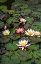 Pink and white water lilies or lotus flowers Marliacea Rosea in beautiful garden pond after rain Royalty Free Stock Photo
