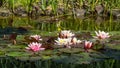 Pink and white water lilies or lotus flowers Marliacea Rosea in beautiful garden pond after rain. Royalty Free Stock Photo