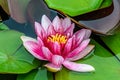 Pink and white water lily on the lake, lotus flower with green pads
