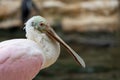 Pink and white waterbird named roseate spoonbill or platalea ajaja Royalty Free Stock Photo