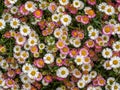 Pink and white wild daisies, spring flower background, Devon, UK. Erigeron karvinskianus aka Mexican fleabane. Royalty Free Stock Photo