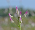 Pink and White Wild Flowers of Celosia Species Royalty Free Stock Photo