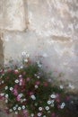 Pink and White wild flowers in a Cotswolds stone wall