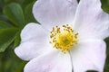 Pink-white wild rose flower Royalty Free Stock Photo