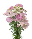 Pink and white yarrow Royalty Free Stock Photo