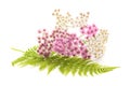 Pink and white yarrow flowers with fern Royalty Free Stock Photo