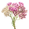 Pink and white yarrow flowers Royalty Free Stock Photo