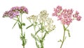 Pink and white yarrow Royalty Free Stock Photo