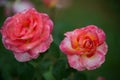 pink white and yellow pink color on green background in summer