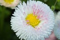 Pink, white and yellow flower