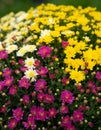 pink white and yellow garden mums or chrysanthemums in basket on display at market fair Royalty Free Stock Photo