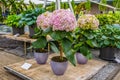 Pink, white and yellow Hydrangea hortensia flowers in pots, Keukenhof Park, Lisse, Holland Royalty Free Stock Photo