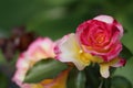 Pink white yellow Judy Garland rose budding