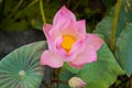 Pink lotus petals and stamens in Chatuchak Park, Bangkok, Thailand 1