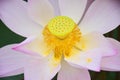 Pink lotus petals and stamens in Chatuchak Park, Bangkok, Thailand 1