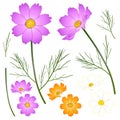 Pink, White and Yellow Orange Cosmos Flower. Vector Illustration. isolated on White Background Royalty Free Stock Photo