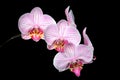 Pink White and Yellow Orchids