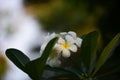 Pink white and yellow Plumeria .Colorful flowers. Royalty Free Stock Photo