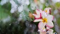 Pink white and yellow plumeria or frangipani in cup on rain water drop at mirror glass plate window with green bokeh in soft mood Royalty Free Stock Photo