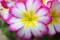 Pink,white and yellow primula