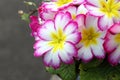 Pink,white and yellow primula