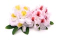 Pink white yellow red Rhododendron flower heads on white isolate Royalty Free Stock Photo