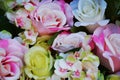 Pink white yellow roses and green leaves flowers, close up Royalty Free Stock Photo