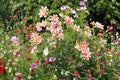 Pink and White Zahara Starlight Rose Zinnias, Hot Pink Straw Flowers and Pink Cosmos In an Outdoor Garden Royalty Free Stock Photo