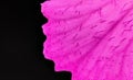 Pink wild carnation flower - Dianthus species - petal under microscope. Image width 9mm