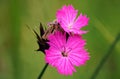 Pink wild carnation flowers - Dianthus species - growing on meadow, close up macro detail