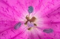 Pink wild carnation flowers - Dianthus species - under microscope, pistil with stigma and pollen particles covered stamen visible