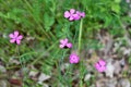 Pink wild carnations on the meadow