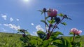 Pink wild Chinese peonies against the bright blue sky with white fluffy clouds Royalty Free Stock Photo