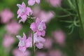 Pink wild delphinium after the rain.