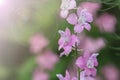 Pink wild delphinium with rain drops. Circular glare of light.