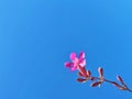 Pink flower against the sky Royalty Free Stock Photo