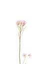 Pink wild flower Royalty Free Stock Photo
