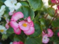 Pink wild flower macro photo on a greeny background Royalty Free Stock Photo