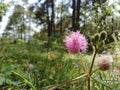 Pink wild flower Mimosa pudica on the forest