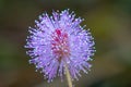 Pink wild flower Mimosa pudica